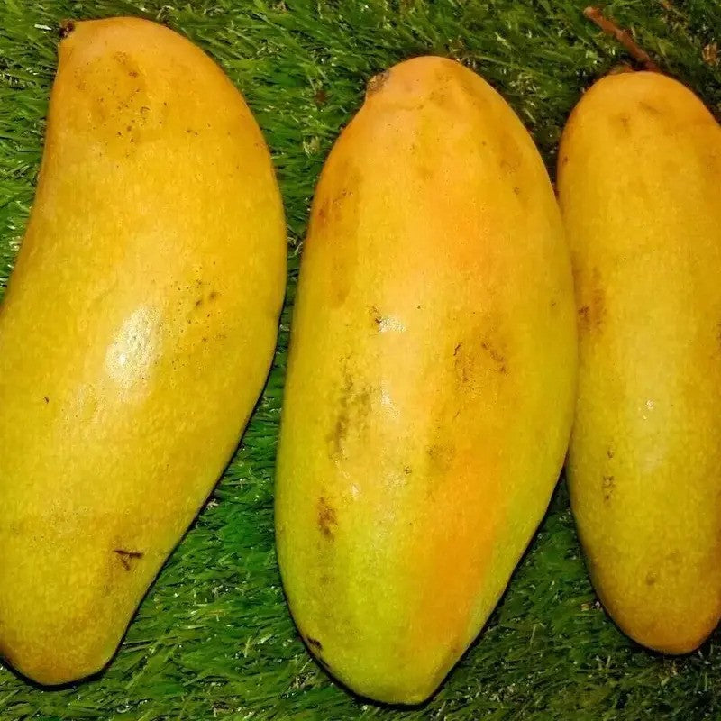 2 Kiojay Mango - Mangifera Indica Seeds