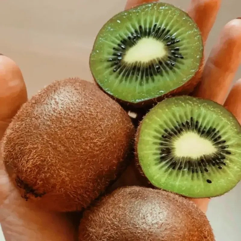 25 Kiwi Fruit Plant Tree Bonsai Seeds