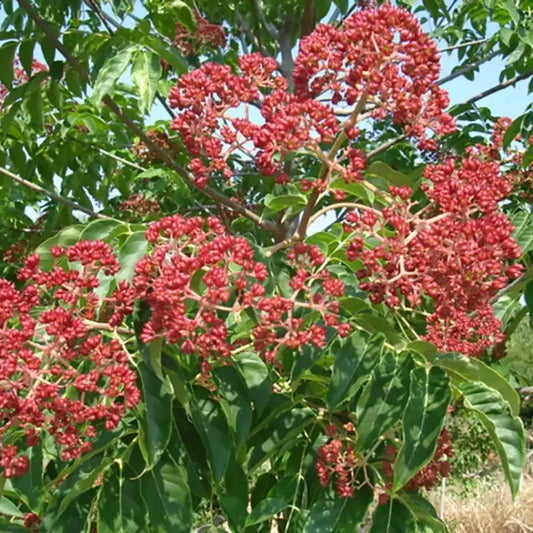 Tree with red flowers and green leaves