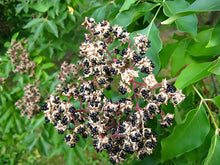 50 Bee-Bee Tree - Korea Evodia Seeds