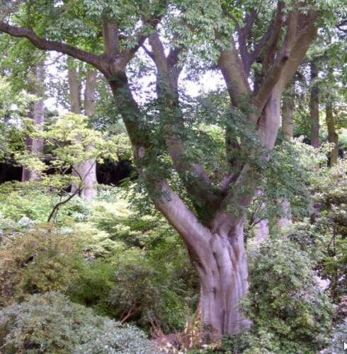 50 Bee-Bee Tree - Korea Evodia Seeds