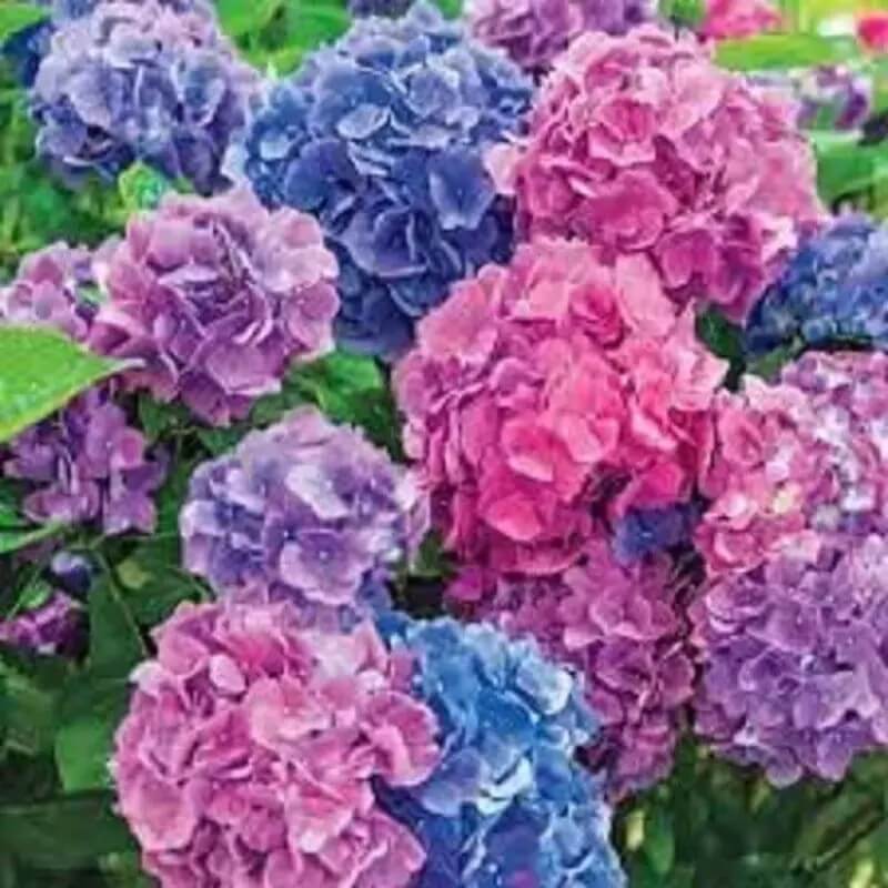 5 Hydrangea Seeds β Garden-Ready Perennial Beauty