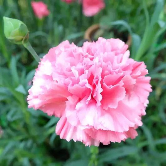 Close-up of a pink carnation flower with green leaves in the background
