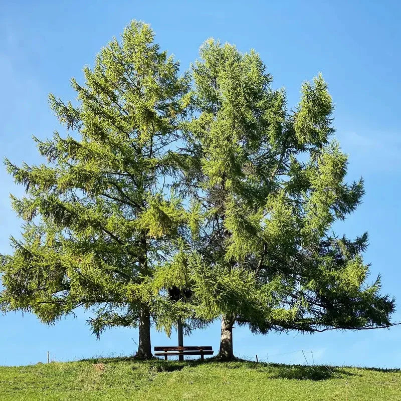 25 European Larch Tree Seeds – Larix decidua