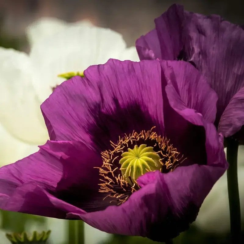 Lauren’s Grape Poppy purple flower with black center and green seed pod