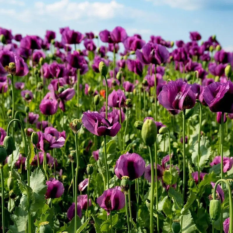 Lauren’s Grape Poppy flowers in full bloom with vibrant purple petals in a sunny garden