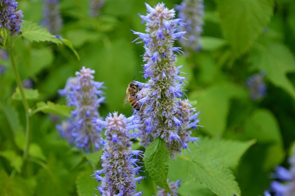 100 Licorice Mint - Certified Organic Seeds