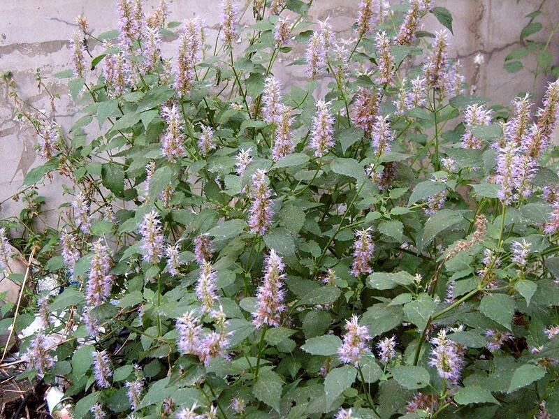100 Licorice Mint - Certified Organic Seeds
