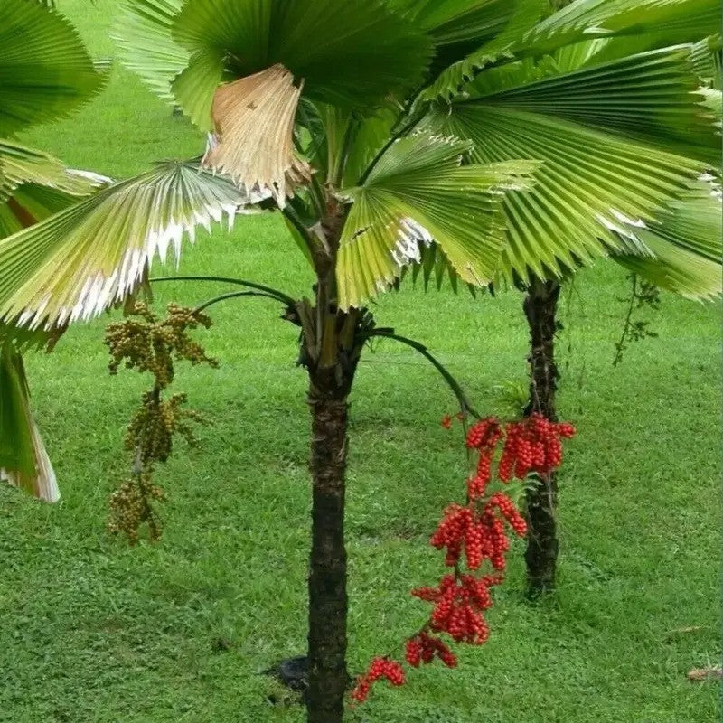 5 Ruffled Fan Palm Seeds - Licuala Grandis