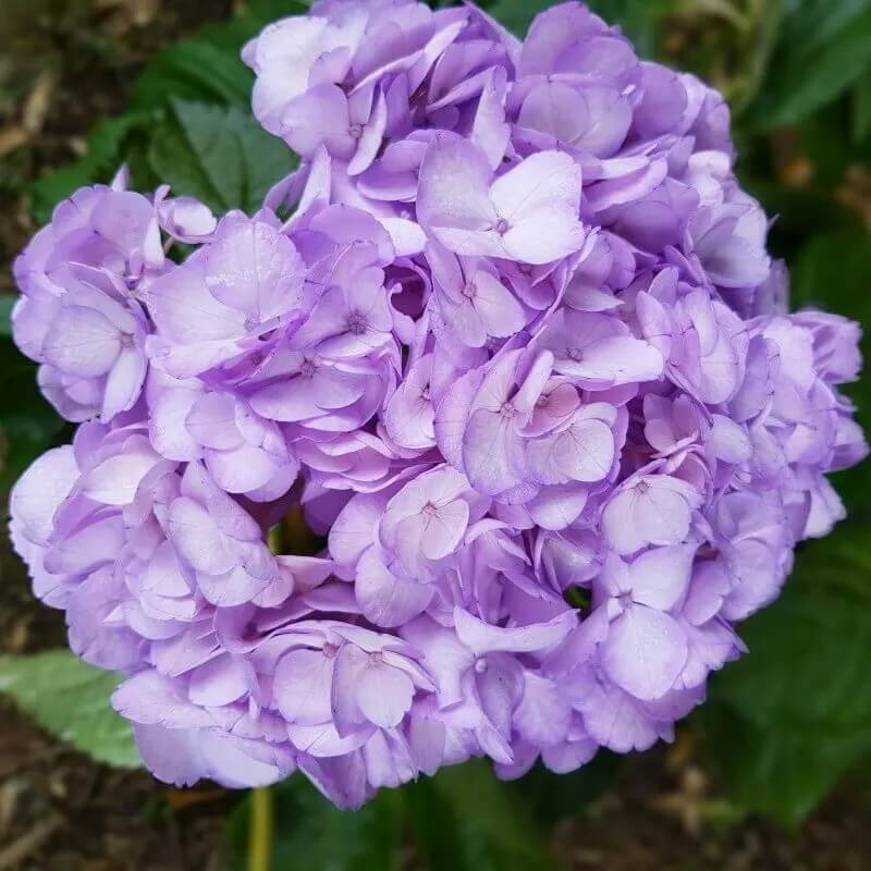 5 Hydrangea Seeds β Garden-Ready Perennial Beauty