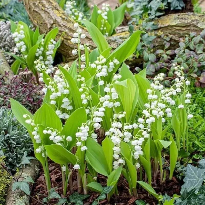 Fragrant Lily of the Valley β Bare Root Pips | Easy-Grow Perennial
