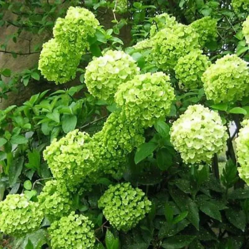 5 Hydrangea Seeds β Garden-Ready Perennial Beauty