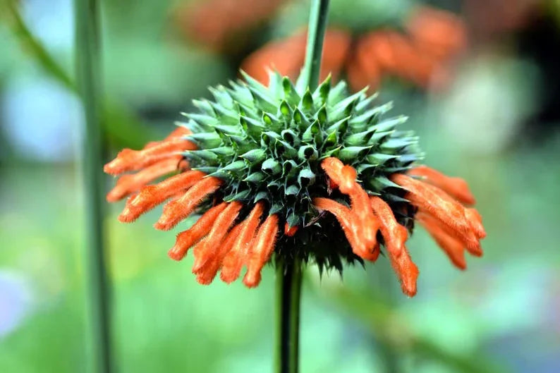 50 Lion’s Ear (Leonotis leonurus) Seeds