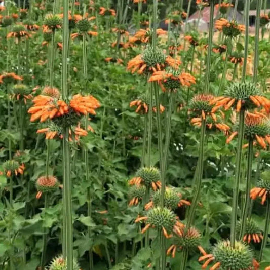 50 Lion’s Ear (Leonotis leonurus) Seeds