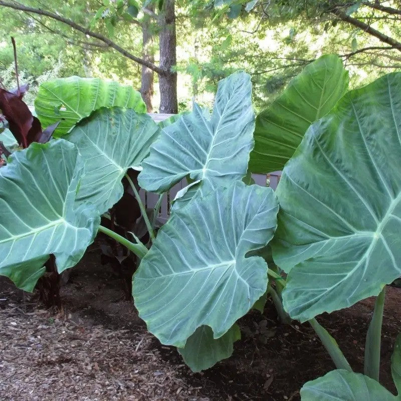 Colocasia Gigantea giant elephant ear plant with huge tropical leaves in garden