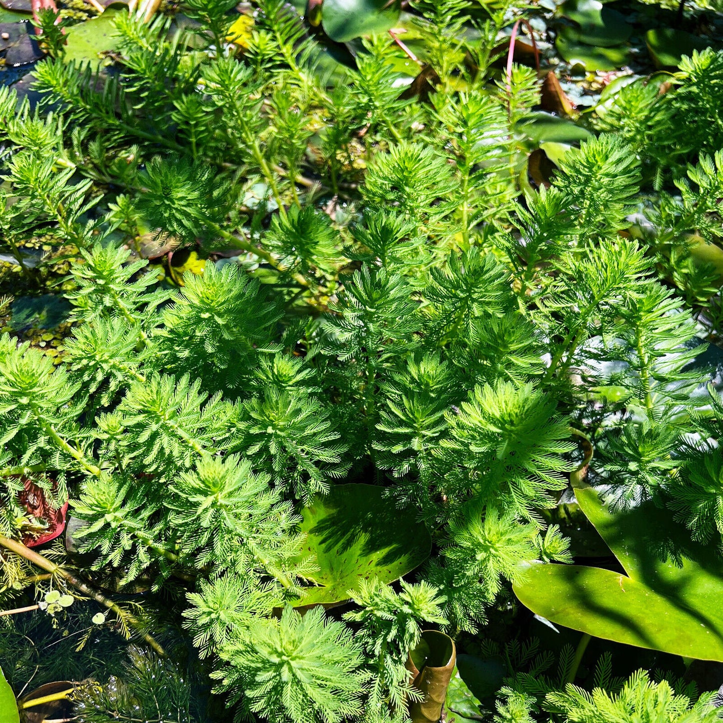 Parrot's Feather Plant - Live Bunch - Seed World