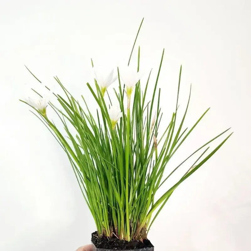 1 Live White Zephyr Lily – Tropical Pond & Marginal Water Plant