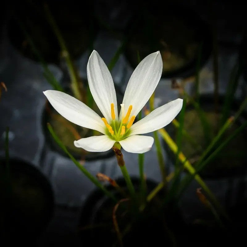 1 Live White Zephyr Lily – Tropical Pond & Marginal Water Plant