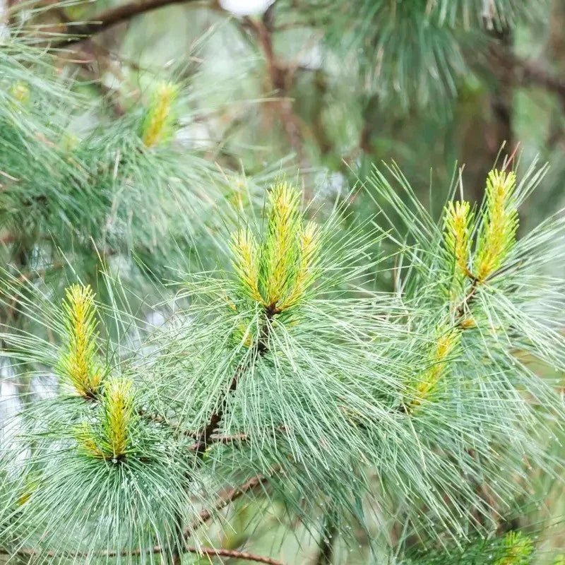 20 Loblolly Pine Seeds โ Pinus taeda | Fast-Growing Southern Pine Tree