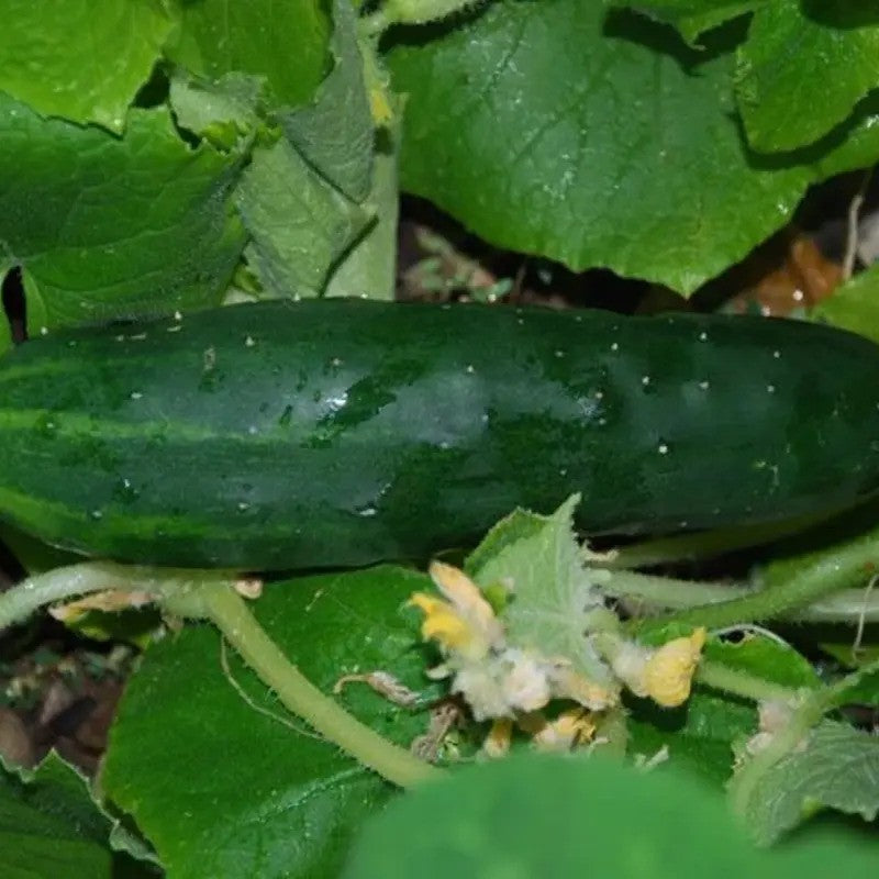 50 Long Green Improved Cucumber Seeds