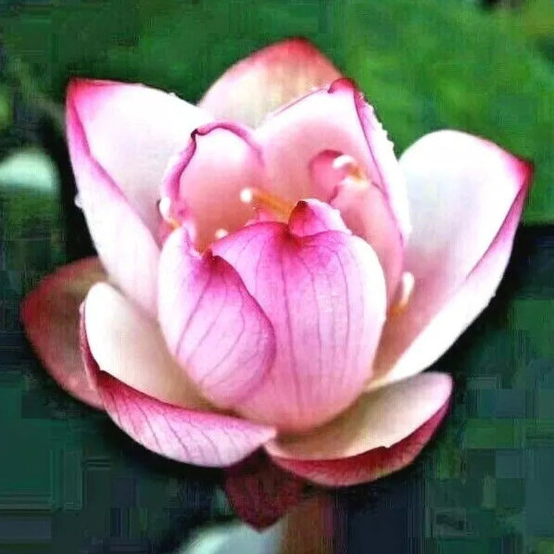 5 Lotus Flower Seeds | Rare Aquatic Flower Plant