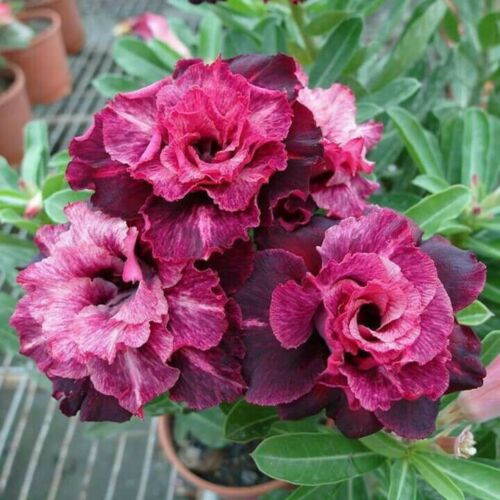 4 Desert Rose Seeds - Adenium Obesum