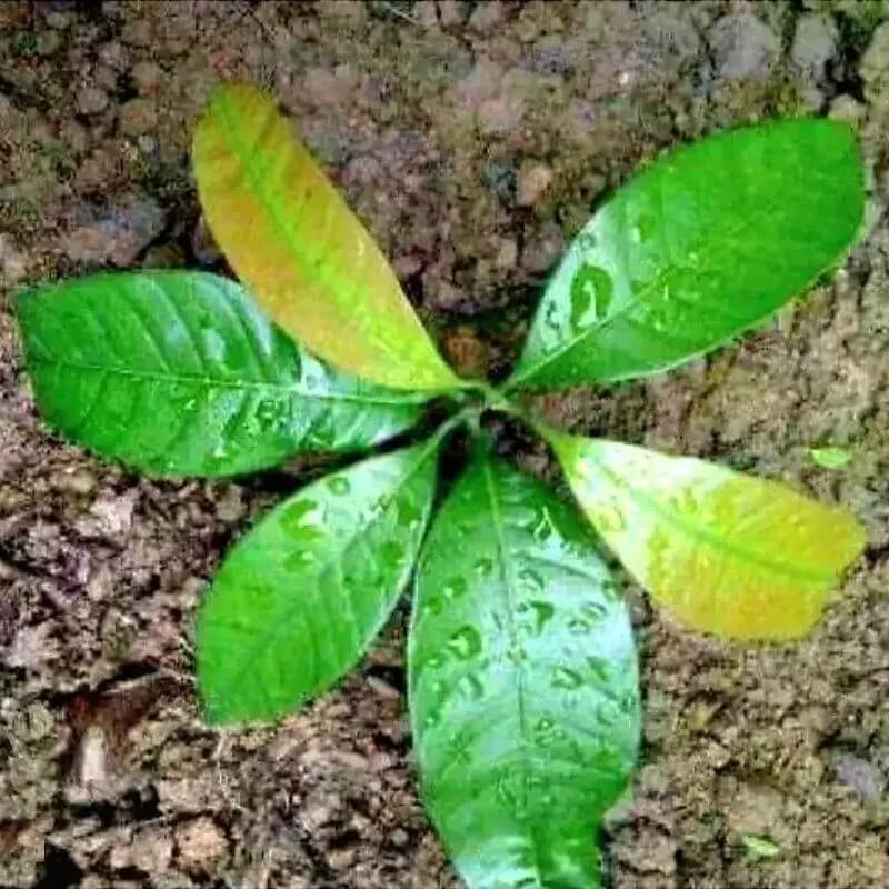 2 Mango Fruit Tree Seeds