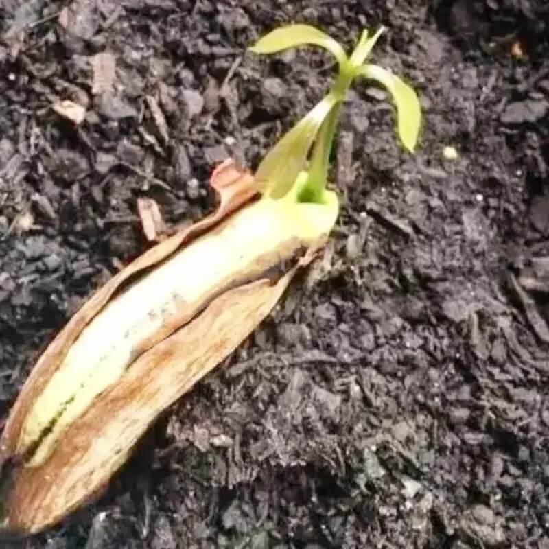 2 Mango Fruit Tree Seeds