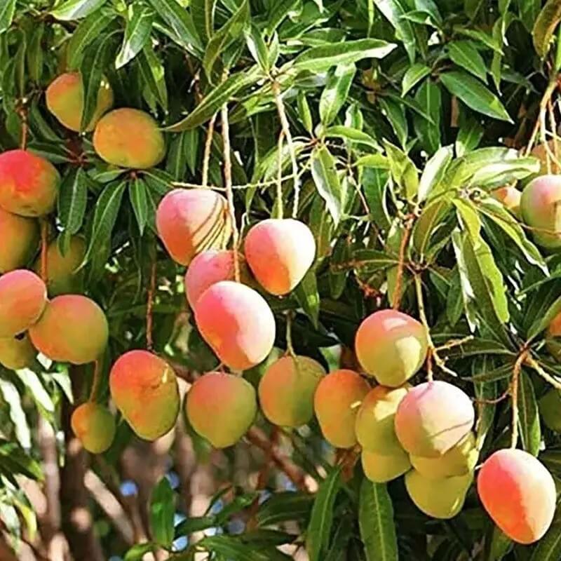 2 Mango Fruit Tree Seeds