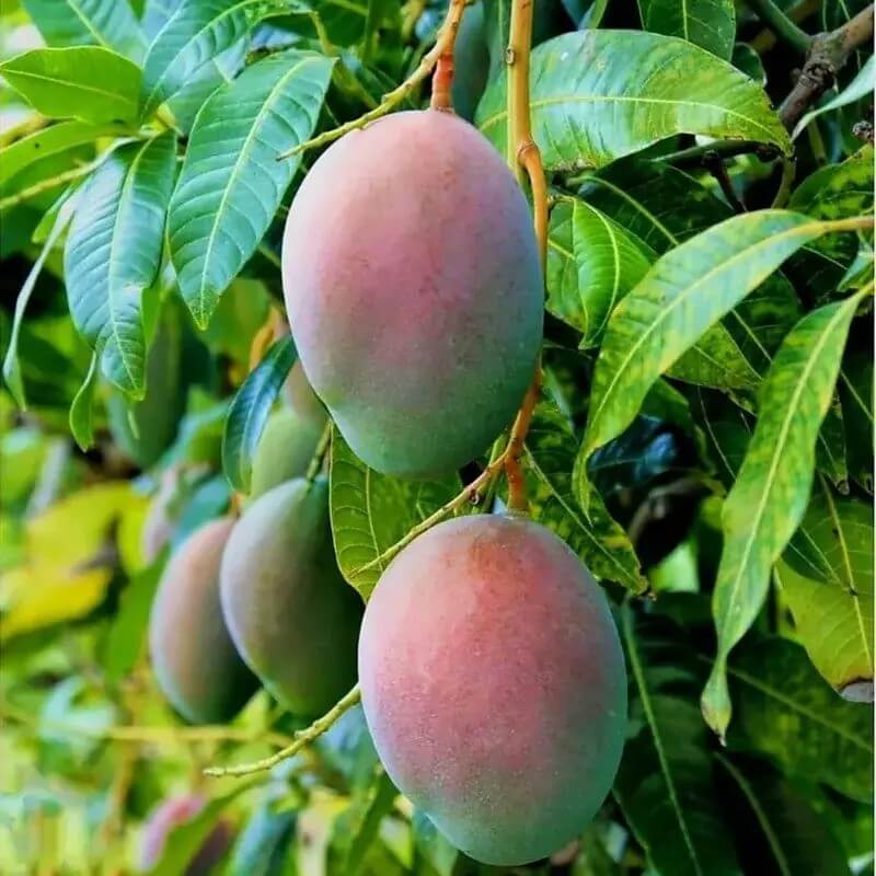 2 Mango Fruit Tree Seeds