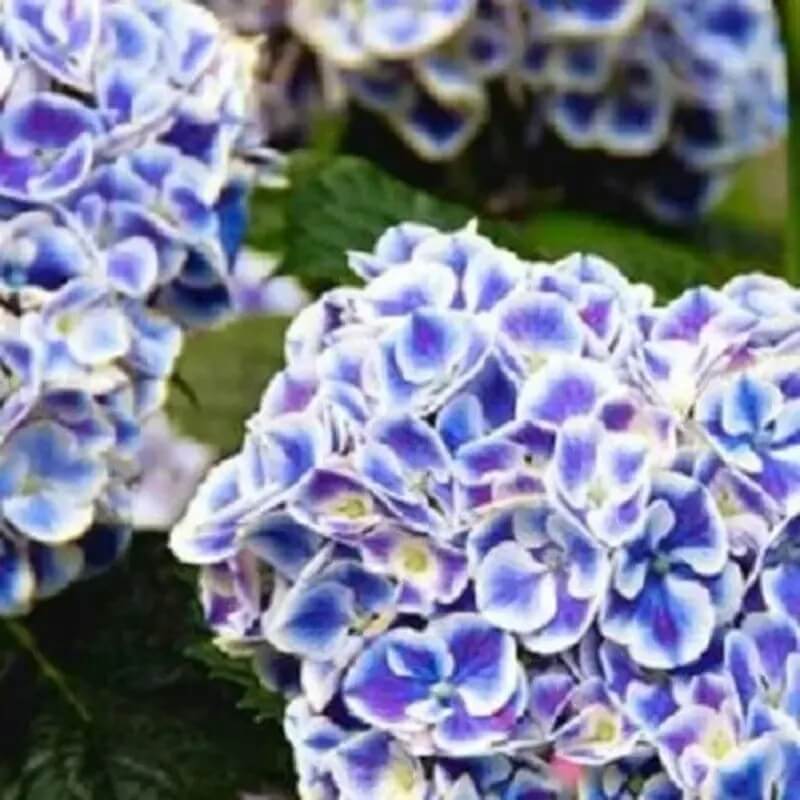 5 Hydrangea Seeds β Garden-Ready Perennial Beauty