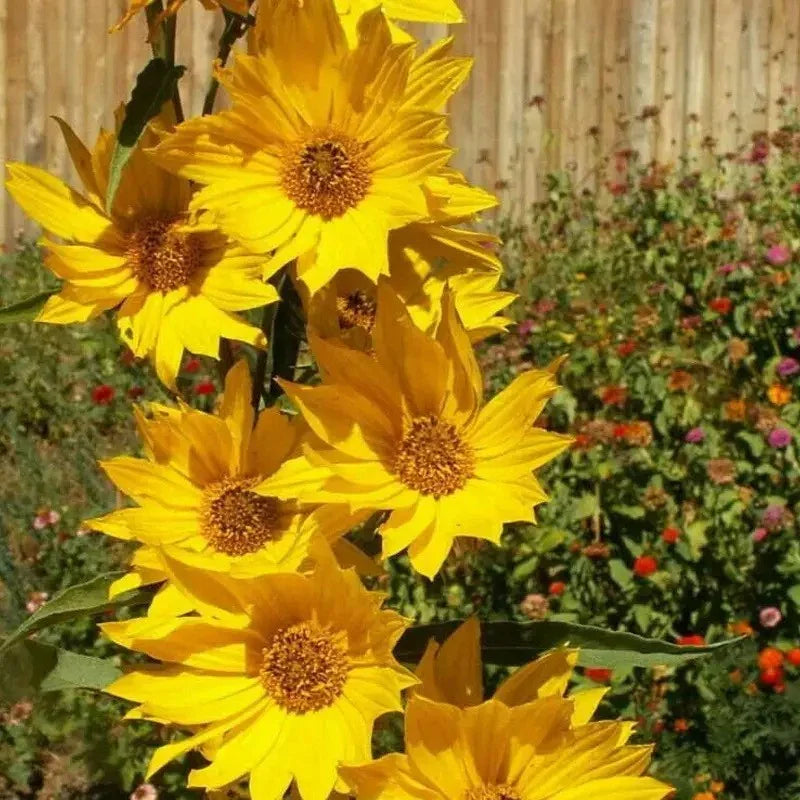 Group of yellow sunflowers in a garden setting with blurred background