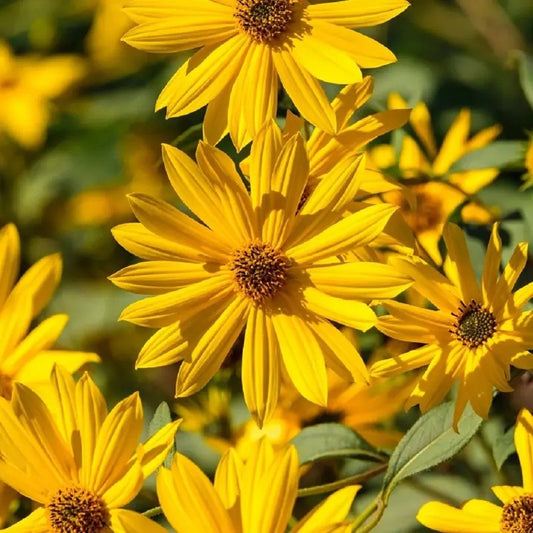 Close-up of bright yellow sunflowers with a blurred green background