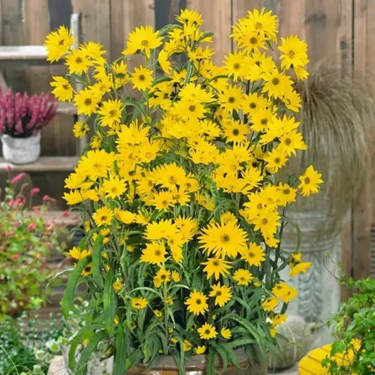 Bouquet of bright yellow flowers in a pot with a garden background