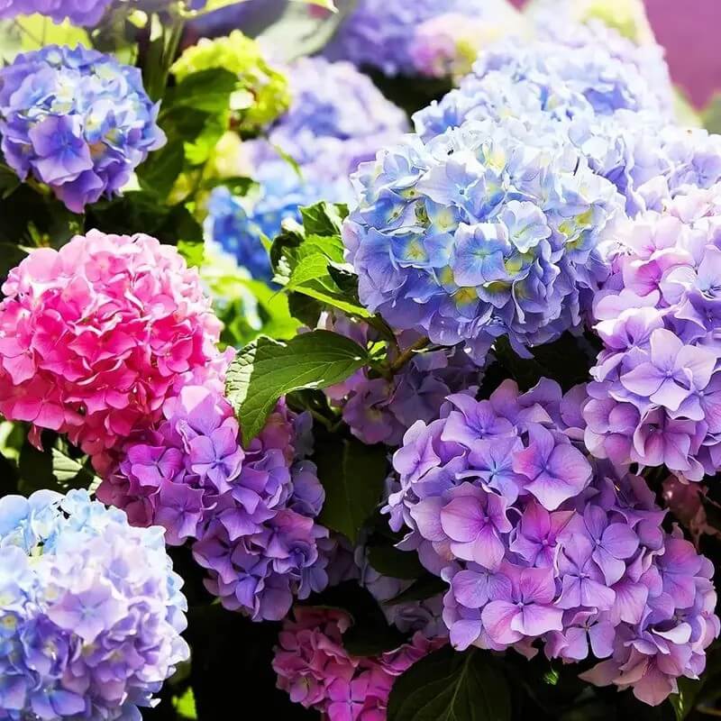 50 Mixed Color Hydrangea Seeds