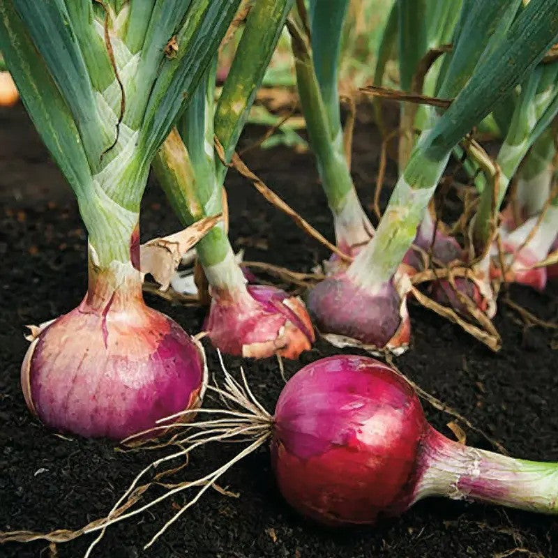 25 Mixed Onion Bulbs – 3 Heirloom Varieties