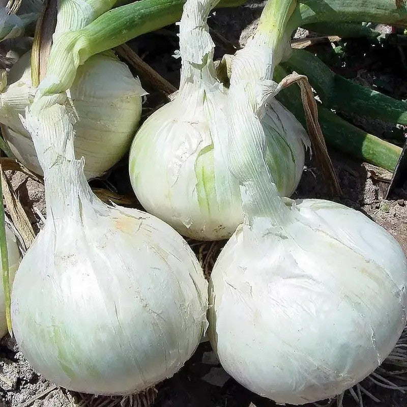 25 Mixed Onion Bulbs – 3 Heirloom Varieties