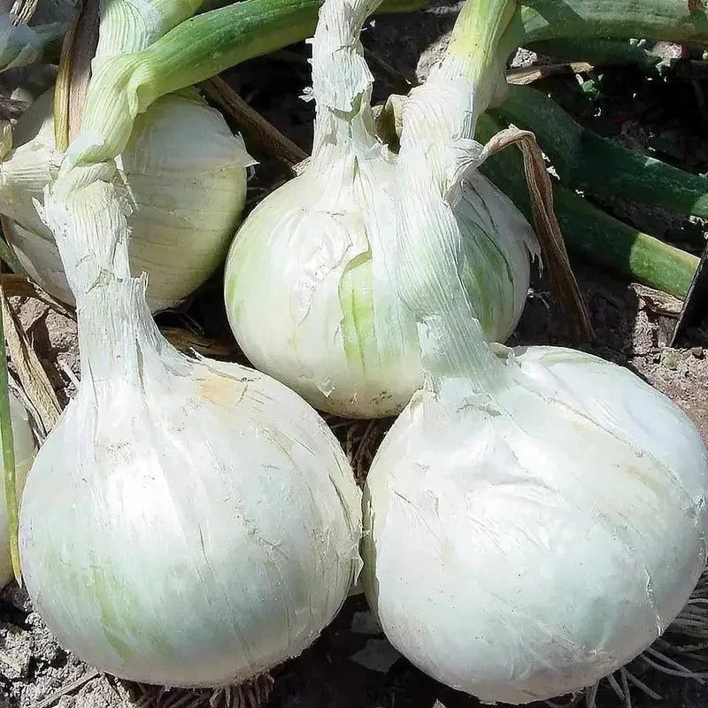 25 Mixed Onion Bulbs – 3 Heirloom Varieties
