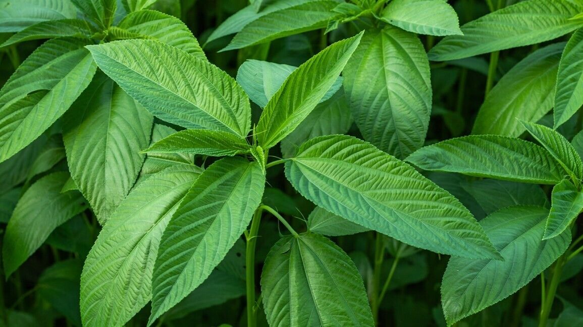 400 Molokhia - Egyptian Spinach Seeds