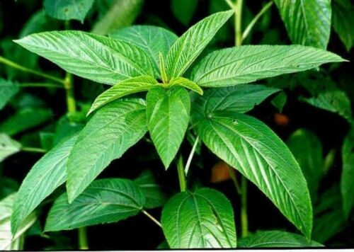 400 Molokhia - Egyptian Spinach Seeds