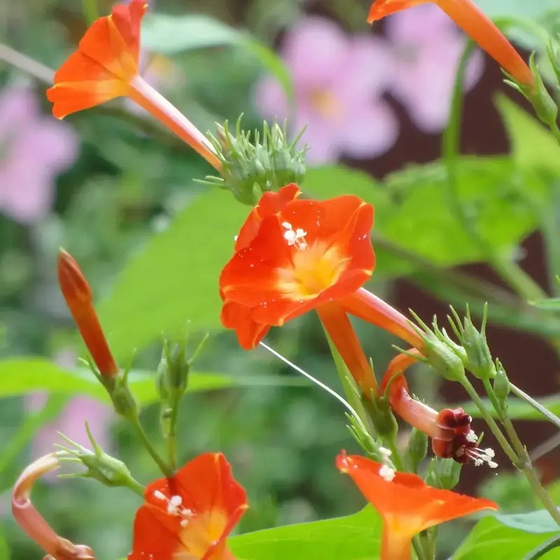 30 Morning Glory - Orange Noah Seeds
