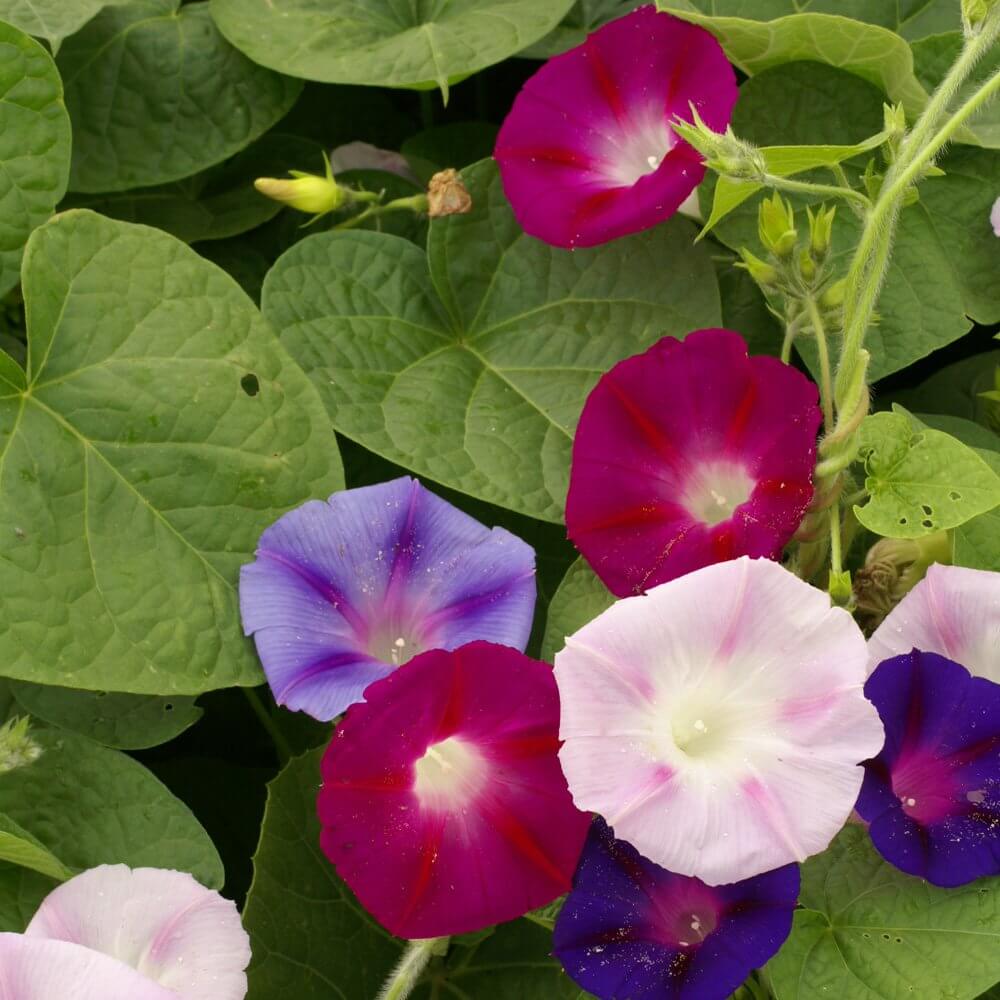 Morning Glory Mixed Flower Seeds