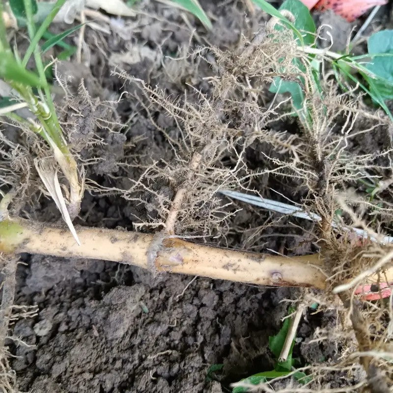 6 Moso Live Bamboo Root – Phyllostachys edulis