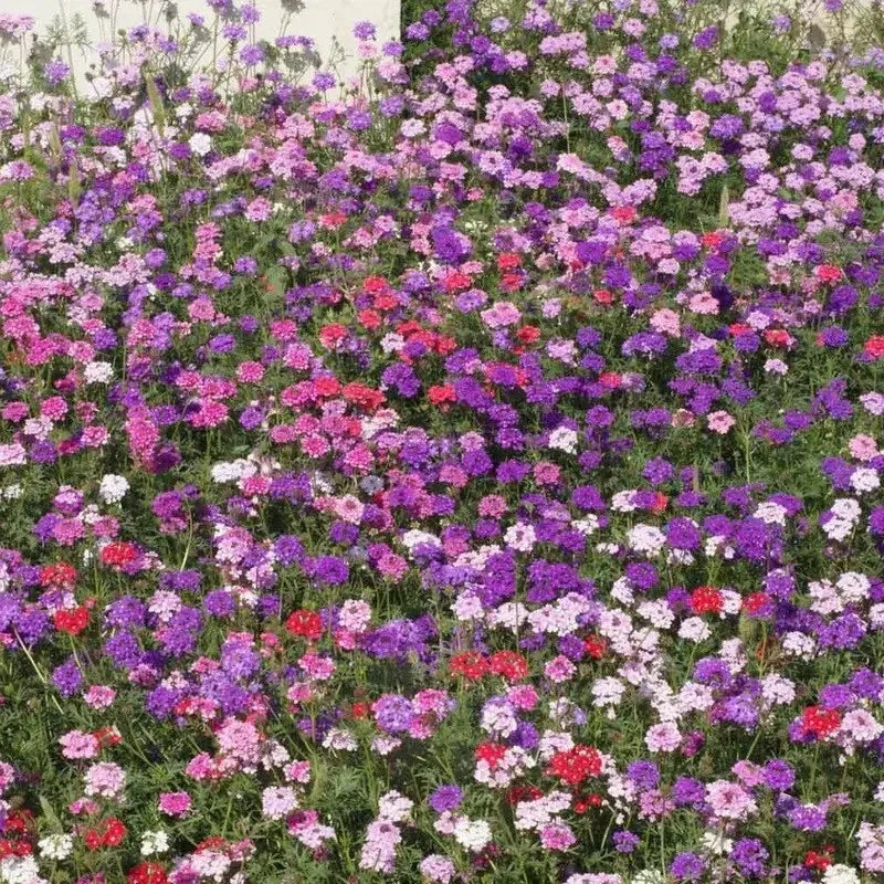 Multicolored flower bed with purple, pink, red, and white flowers.