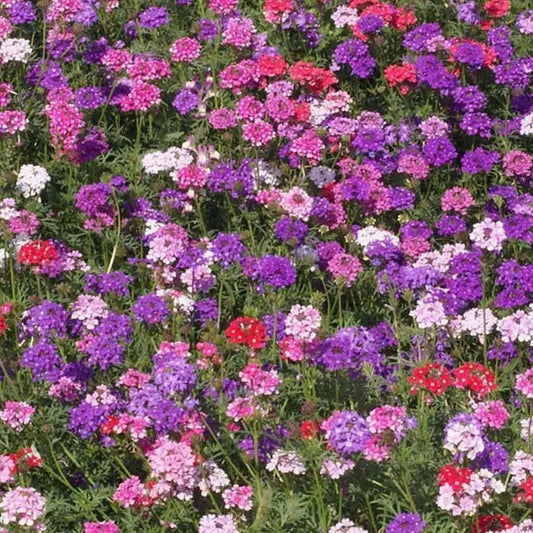 Field of colorful verbena flowers in various shades including purple, pink, and red.