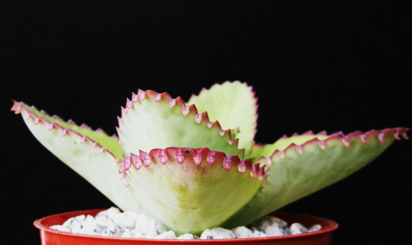 1pc Mother of Thousands Kalanchoe Succulent 4"