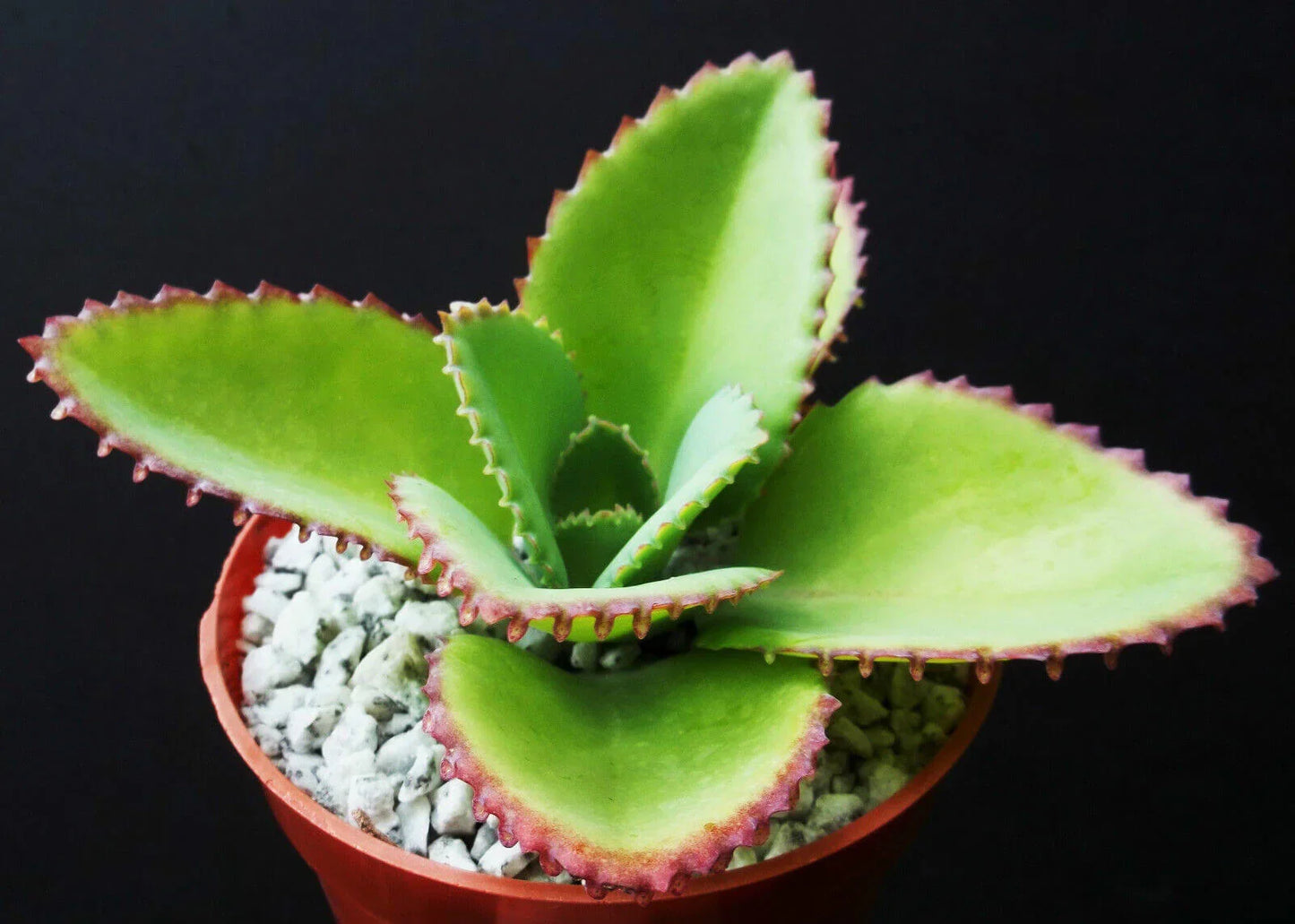 1pc Mother of Thousands Kalanchoe Succulent 4"