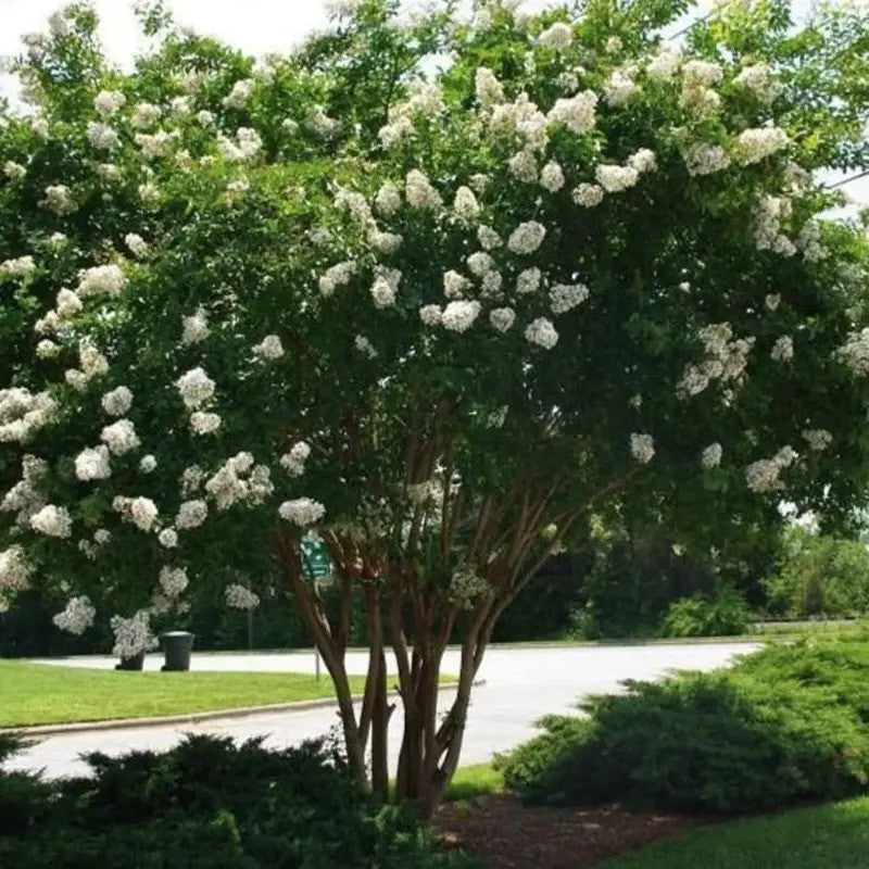 20 Natchez Crape Myrtle Seeds