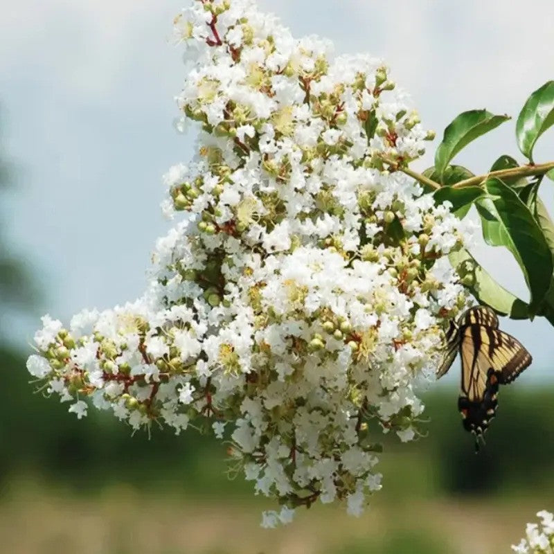 20 Natchez Crape Myrtle Seeds