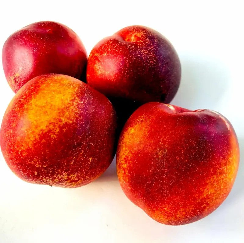 Ripe organic yellow nectarines with red and golden skin